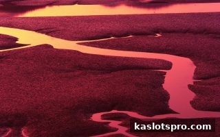 ka电子胆码攻略：核心作用与实战策略，助你优化彩票投注