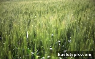 ka电子解析华体会体育VIP返利：会员专属奖励机制全攻略
