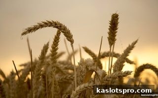 ka电子揭秘：红中麻将VIP会员专属返利全攻略
